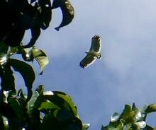 White Hawk